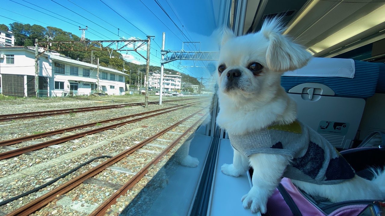 【ペット同伴マスター】新幹線で犬と快適な旅を楽しむ方法とは？