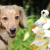 白いダックスフントの魅力とケア法：愛犬との特別な絆を築こう